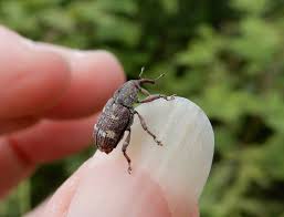 Attēlu rezultāti vaicājumam “Pissodes castaneus”