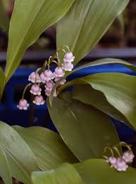 Attēlu rezultāti vaicājumam “Convallaria majalis bud”