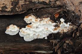 Attēlu rezultāti vaicājumam “Postia fragilis”