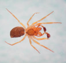 Attēlu rezultāti vaicājumam “Linyphiidae”