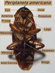 Image result for periplaneta americana