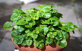 Image result for Brunnenkresse