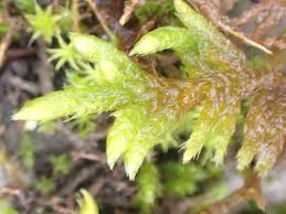 Attēlu rezultāti vaicājumam “Hypnum cupressiforme var. lacunosum”