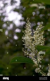 Attēlu rezultāti vaicājumam “Reynoutria sachalinensis flower”