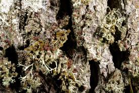 Attēlu rezultāti vaicājumam “Bacidia rubella”