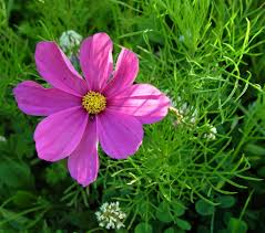 Image result for Cosmos bipinnatus