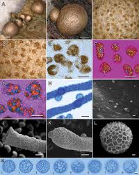 Attēlu rezultāti vaicājumam “Lycogala sp.”
