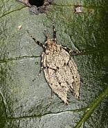 Attēlu rezultāti vaicājumam “Chimabachidae”