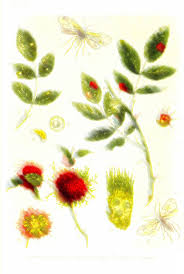 Attēlu rezultāti vaicājumam “Cystiphora sanguinea larva”