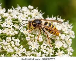 Attēlu rezultāti vaicājumam “Dolichovespula media”