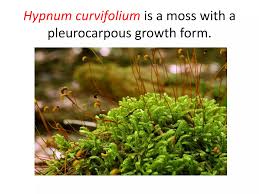Attēlu rezultāti vaicājumam “Pleurocarpous mosses sporophyte”