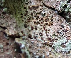 Attēlu rezultāti vaicājumam “Arthonia vinosa”