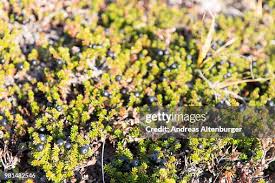 Attēlu rezultāti vaicājumam “Empetrum nigrum”