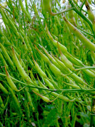 Attēlu rezultāti vaicājumam “Raphanus raphanistrum”