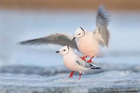 Image result for Rhodostethia rosea