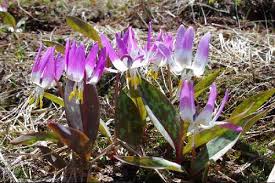 Attēlu rezultāti vaicājumam “Erythronium sibiricum”