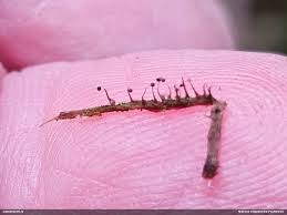 Attēlu rezultāti vaicājumam “Clastoderma debaryanum macro”