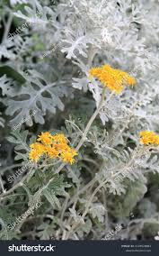 Image result for Cineraria maritima