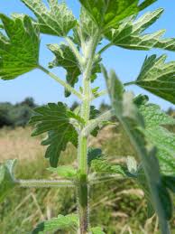 Image result for Leonurus cardiaca