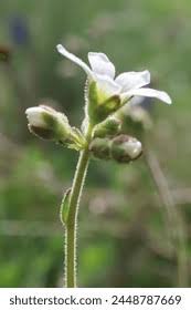 Attēlu rezultāti vaicājumam “Saxifragaceae”