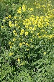 Attēlu rezultāti vaicājumam “Bunias orientalis”