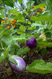 Afbeeldingsresultaat voor rosa bianca eggplant