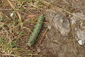 Attēlu rezultāti vaicājumam “Sphinx pinastri larva”