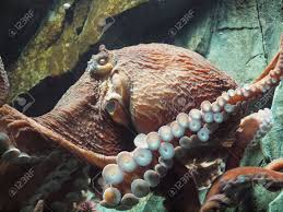 Image result for Enteroctopus dofleini