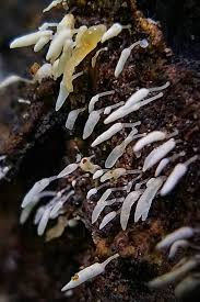 Attēlu rezultāti vaicājumam “Willkommlangea reticulata”