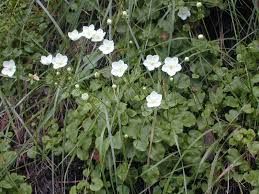 Attēlu rezultāti vaicājumam “Parnassia palustris leaf”