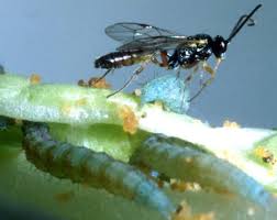 Attēlu rezultāti vaicājumam “Diderma crustaceum young”