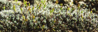 Attēlu rezultāti vaicājumam “Grimmia muehlenbeckii sporophyte”