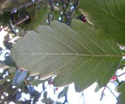 Attēlu rezultāti vaicājumam “Sorbus intermedia fruit”