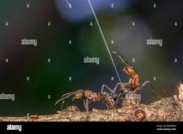 Attēlu rezultāti vaicājumam “Formica rufa imago”