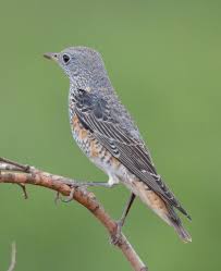 Image result for Monticola saxatilis