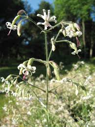 Attēlu rezultāti vaicājumam “Silene nutans”