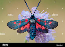 Attēlu rezultāti vaicājumam “Zygaena filipendulae”