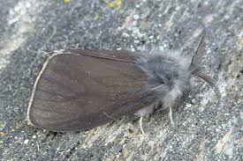 Attēlu rezultāti vaicājumam “Canephora hirsuta”