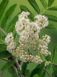 Attēlu rezultāti vaicājumam “Sorbus aucuparia flower”