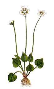 Attēlu rezultāti vaicājumam “Parnassia palustris”