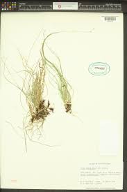 Attēlu rezultāti vaicājumam “Carex chordorhiza”