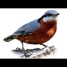 Attēlu rezultāti vaicājumam “Sitta europaea male”