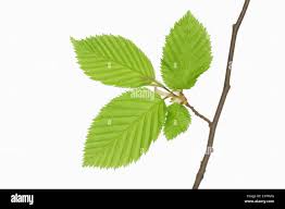 Attēlu rezultāti vaicājumam “Carpinus betulus leaf”