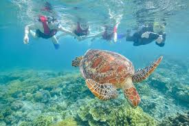 Image result for Wyndley NSC Snorkelling Club