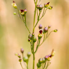 Attēlu rezultāti vaicājumam “Scrophularia nodosa leaf”