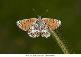 Attēlu rezultāti vaicājumam “Melitaea cinxia upperside”