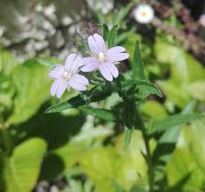 Attēlu rezultāti vaicājumam “Epilobium montanum flower”