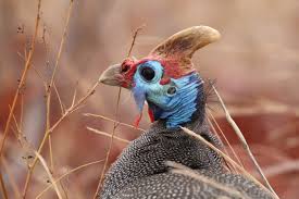 Attēlu rezultāti vaicājumam “Numida meleagris adult”