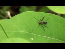 Attēlu rezultāti vaicājumam “Ptychoptera sp.”