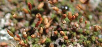 Attēlu rezultāti vaicājumam “Weissia brachycarpa”